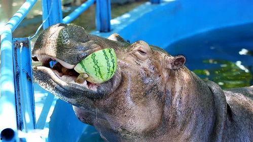 河马吃大王瓜视频大全集,挑战大王瓜美食盛宴