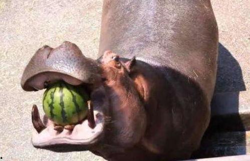 河马吃大王瓜视频大全集,挑战大王瓜美食盛宴