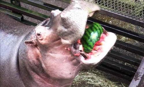 河马吃大王瓜视频大全集,挑战大王瓜美食盛宴