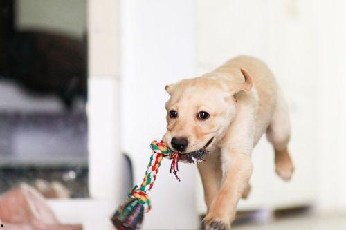 狗狗吃瓜素材视频下载大全,视频素材大全集锦