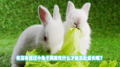 小兔子吃凉瓜视频播放,视频播放量飙升揭秘