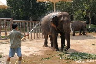 武汉吃瓜萌宠事件视频播放,网络爆笑瞬间引热议