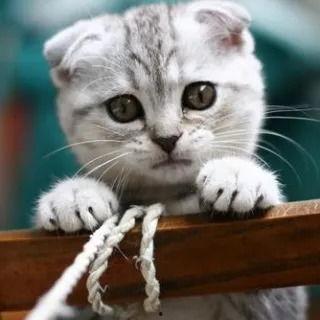 武汉吃瓜萌宠事件视频播放,网络爆笑瞬间引热议