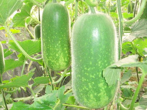 小西瓜吃瓜虫视频大全集,趣味盎然的昆虫世界探险记