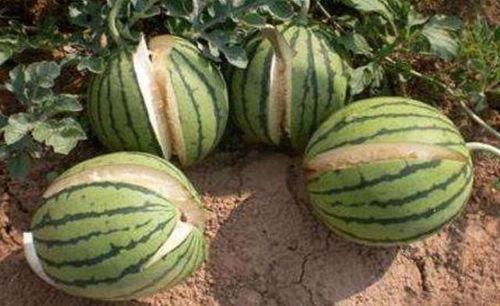 小西瓜吃瓜虫视频大全集,趣味盎然的昆虫世界探险记