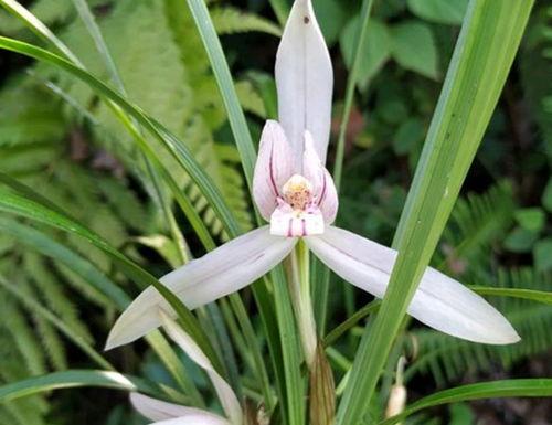 兰花吃瓜视频,一场视觉与味觉的盛宴