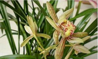 兰花吃瓜视频,一场视觉与味觉的盛宴