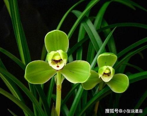 兰花吃瓜视频,一场视觉与味觉的盛宴