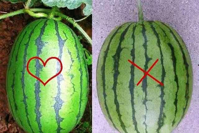 瓜藤吃瓜视频,揭秘网络热门视频背后的故事