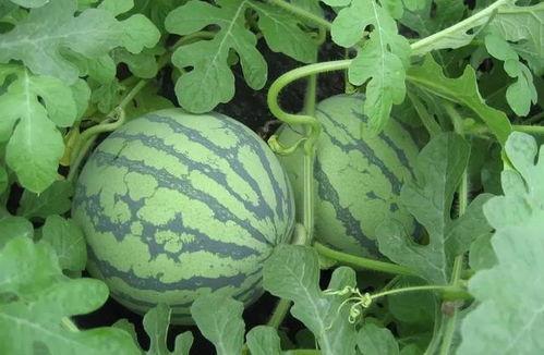 武汉十七中吃瓜视频,校园生活趣味瞬间大揭秘