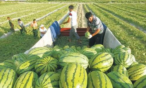 武汉十七中吃瓜视频,校园生活趣味瞬间大揭秘