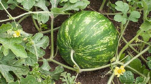 吃瓜会不会吃胖呢视频,揭秘吃瓜不会吃胖的秘诀