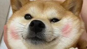 小猫可以吃蜜瓜嘛视频在线观看,萌宠美食大揭秘