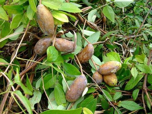 吃八月瓜视频升空,一场视觉盛宴的太空之旅