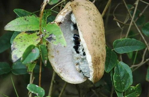 吃八月瓜视频升空,一场视觉盛宴的太空之旅