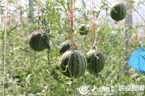 西大建行吃瓜视频,一场校园风波背后的真相