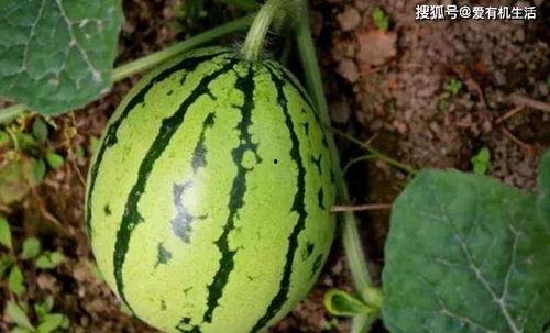 戈优吃瓜视频在哪里,揭秘热门话题背后的真相与笑料