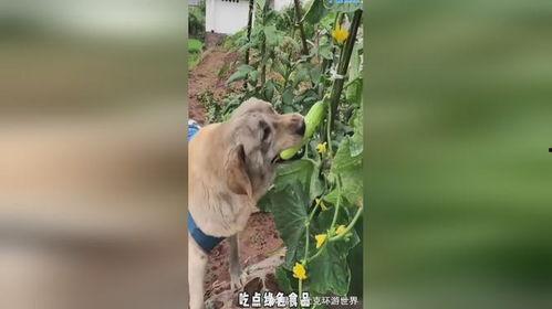 小狗吃瓜的5个动作视频,萌态百出，瓜香四溢