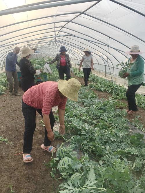兰陵县吃瓜事件视频,一场引发热议的网络风波