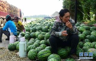 兰陵县吃瓜事件视频,一场引发热议的网络风波