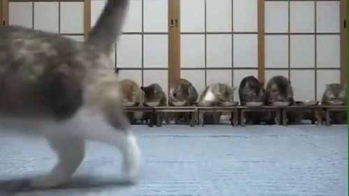 吃瓜样子的小视频,揭秘吃瓜样子小视频的火爆魅力