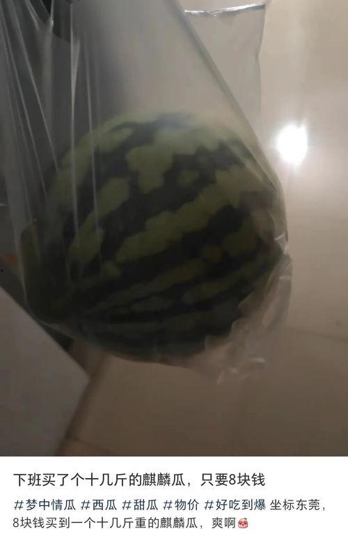 东莞吃瓜的视频,揭秘当地美食文化盛宴