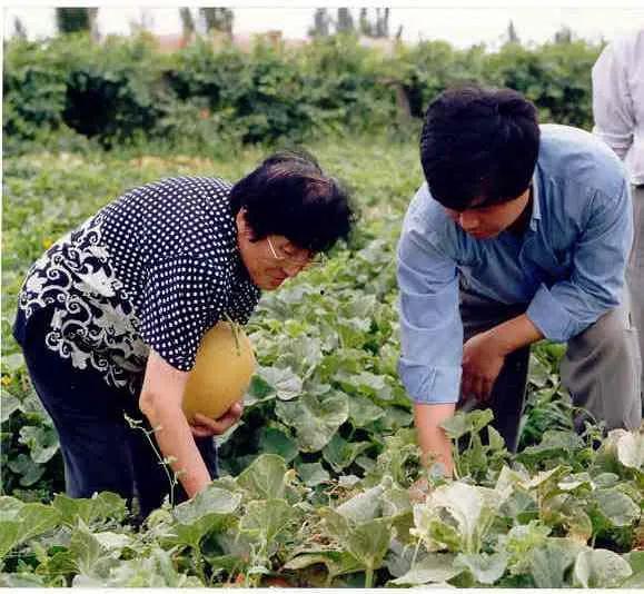 新疆农村吃瓜视频播放,瓜田视频播放成热门现象