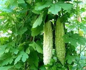 中国人吃毒瓜视频大全,中国人吃毒瓜视频大全警示录