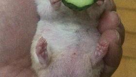 老王吃生瓜视频,舌尖上的刺激之旅