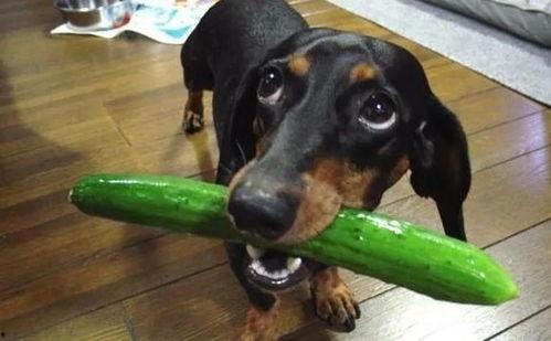 狗狗可以吃切瓜吗视频,揭秘切瓜在宠物饮食中的妙用