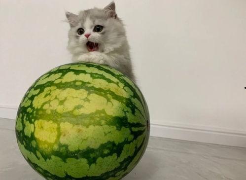 猫咪吃瓜西瓜视频大全,萌宠吃瓜视频大盘点