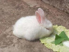 兔子吃生瓜吗会死吗视频,兔子食用生瓜致命风险揭秘