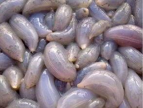 海后吃瓜视频,揭秘娱乐圈幕后故事