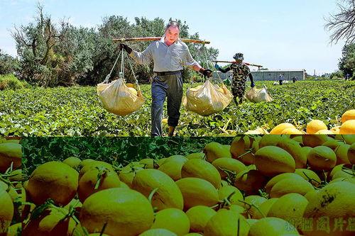 老挝农民吃哈密瓜视频在线观看,传统与现代的完美融合