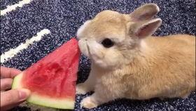 兔子吃小瓜视频播放,萌宠美食瞬间引网友热议