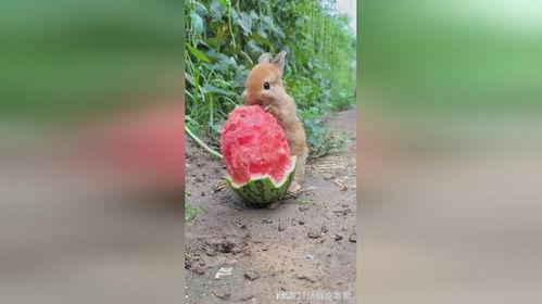 兔子吃小瓜视频播放,萌宠美食瞬间引网友热议