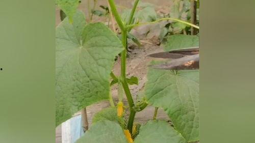 黄瓜结了死瓜可以吃吗视频,揭秘能否安全食用