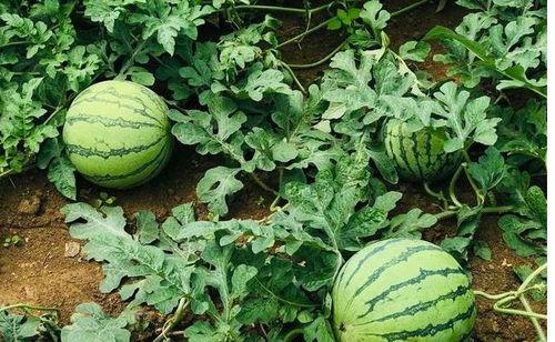 黄县吃瓜事件视频最新版,最新视频揭露惊人真相