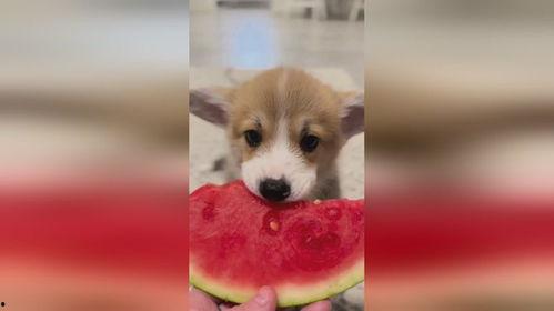 小狗八卦吃瓜视频大全,小狗八卦视频大全集锦