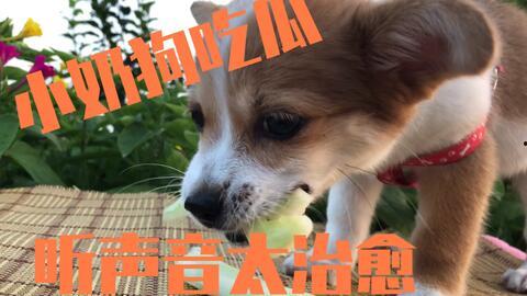 小狗八卦吃瓜视频大全,小狗八卦视频大全集锦