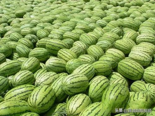 大瓜吃瓜视频大全,揭秘娱乐圈热点事件视频大全