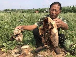 东营孤岛吃瓜最新事件视频,揭秘东营最新街头冲突视频背后的真相