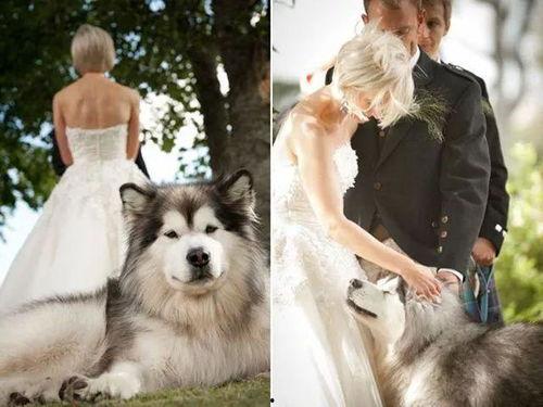 吃瓜少女养狗的视频,吃瓜少女的欢乐养宠生活