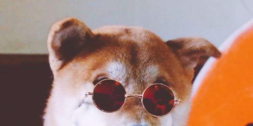 狗哥吃瓜事件视频大全,视频大全揭秘网络热点背后的真相