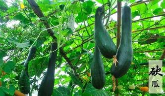 吃瓜有趣的视频