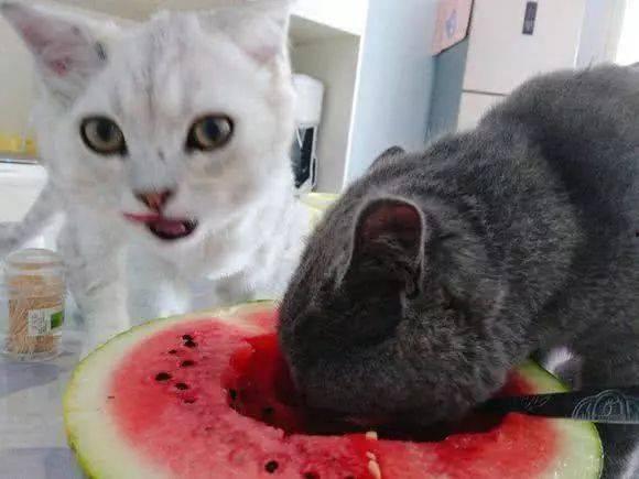 成都猫吃瓜视频,揭秘喵星人的娱乐生活