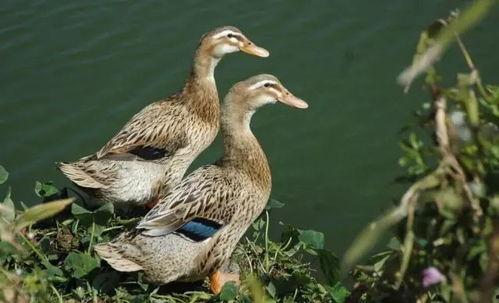 带你吃瓜搞笑鸭子视频在线观看,欢乐视频在线观看